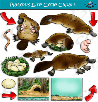 Preview of Platypus Life Cycle Clipart
