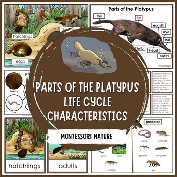Preview of Parts of the Platypus Life Cycle Characteristics Montessori