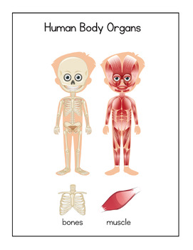 Preview of Play and Learn Human Body System Anatomy for Kids