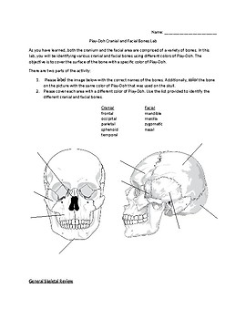 Play-doh Cranium Lab by Mrs Meadors Toolkit of Life Science Activities