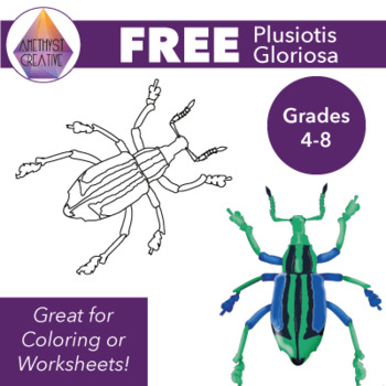Preview of Plusiotis Gloriosa Bug Drawing