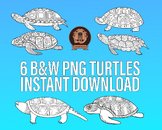 Black & White Png Turtle Clipart - Land and Sea Marine Ani