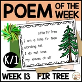 Poem of the Week FIR TREE Kindergarten & 1st Grade Shared 