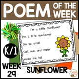Poem of the Week SUNFLOWER Kindergarten & 1st Grade Shared