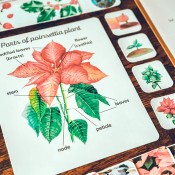Preview of Poinsettia unit study, Poinsettia anatomy and life cycle, Poinsettia varieties