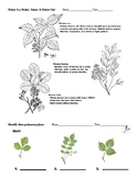 Poison Ivy, Poison Sumac & Poison Oak (Identify & Quiz)