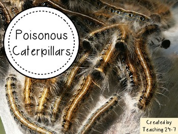 Preview of Poisonous Caterpillars - butterfly and moth (freebie)