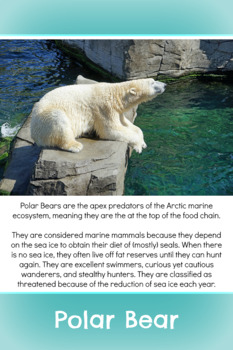 Preview of Polar Animal Fact Cards