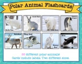 Polar Animal Flashcards