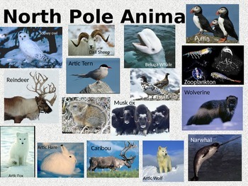 Polar Animals by PreK Owlet | TPT