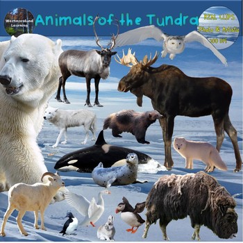 Preview of Polar Animals Clip Art Arctic & Antarctic Tundra Habitat Digital Stickers