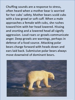 Polar Bear Fact and Opinion Cards by Two Great Teachers | TpT