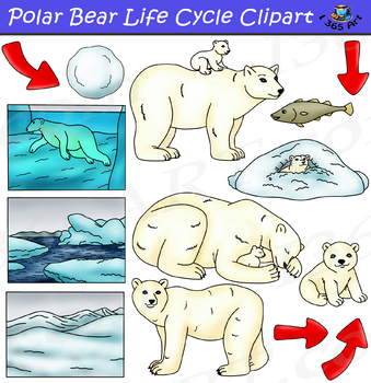 Preview of Polar Bear Life Cycle Clipart