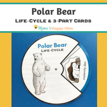 Bear Life Cycle Worksheets Teaching Resources Tpt