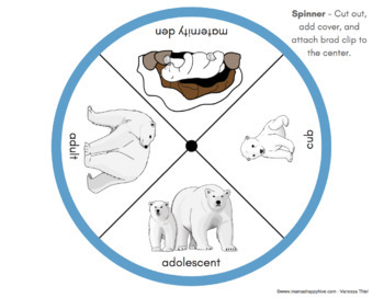 Polar Bear Life Cycle And Anatomy By Mama S Happy Hive Tpt