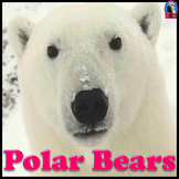 Polar Bears - PowerPoint & Activities