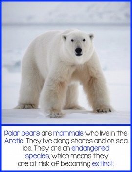 Polar Bears by Today in Second Grade | TPT