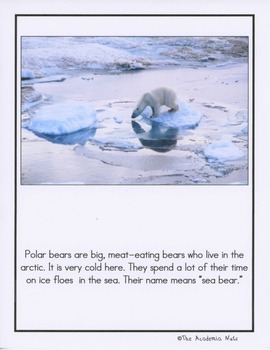 Polar Bears: The Great Ice Bear by The Academia Nuts | TpT