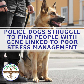 Preview of Police Dogs Find Gene Linked to Poor Stress Management - Google Worksheet