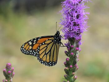 Preview of PolliNatives: Buzzing with Biodiveristy 1.0