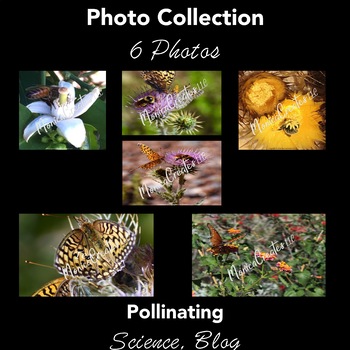 Preview of Stock Photos - Pollinating Bees and Butterflies - Photographs - 6 Photos