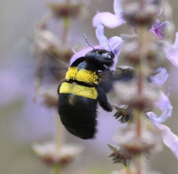 Preview of Pollination