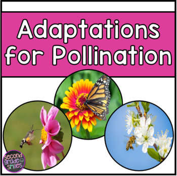 Pollination by Second Grade Smiles | Teachers Pay Teachers