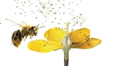 Pollination - 2 PowerPoint Presentations + Storyboard