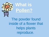Pollination Powerpoint