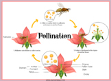 Pollination Printables Pack