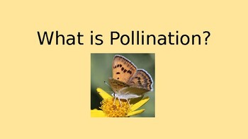 Preview of Pollination Slides Presentation