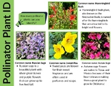 Pollinator Plants and Monarch Waystations