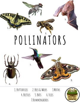 Preview of Pollinator Poster