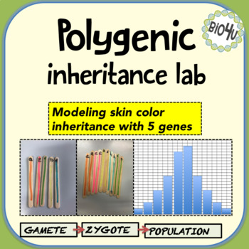 polygenic inheritance skin color