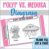 Polyp vs Medusa [Cnidarian] Diagrams for Biology, Life Sci