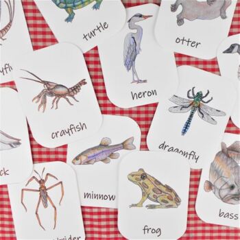 Preview of Pond Animals and Plants: 3-Part flash cards - wetland flora and fauna