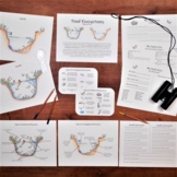 Pond Ecosystem Mini Study: science activities and worksheets