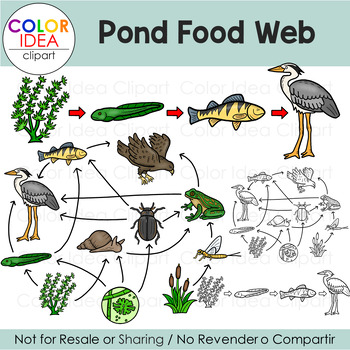 Pond Food Web - Clipart by Color Idea | TPT
