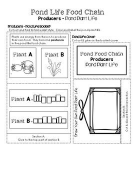 Pond Habitat Lapbook - Pond Food Chain PRODUCERS Insert