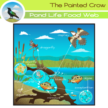 Pond Life Food Web Clip Art - Aquatic Ecosystem by The Painted Crow