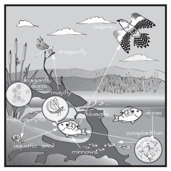 Pond Stock Illustration - Download Image Now - Pond, Swamp, Ecosystem -  iStock