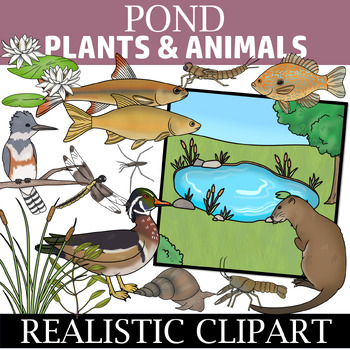 Plants and animals of a Pond Habitat - Ecosystem Clip Art by The Naturalist