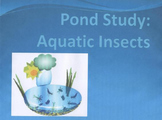 Insects: A Pond Study