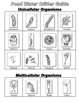 Pond Microorganisms Identification Chart