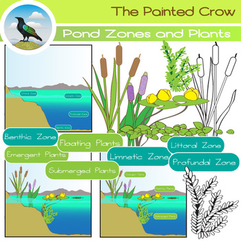 Preview of Pond Zones and Aquatic Plants Clip Art