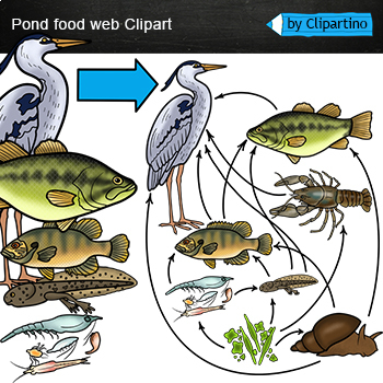 Preview of Pond aquatic Food Web Clip Art/ Food Chain Realistic Clip Art /Pond animals
