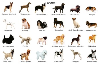 Popular Dogs Poster: 