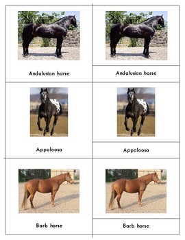 Preview of Popular Horse Breeds: Three Part Cards and Information Cards