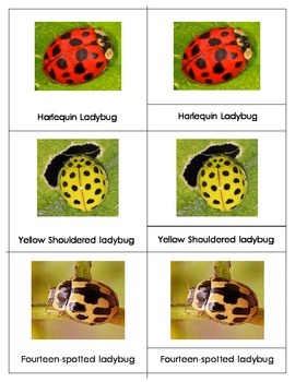 Preview of Popular Ladybugs: Three Part Cards