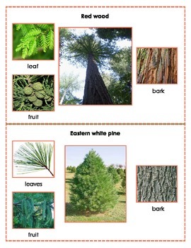 Preview of Popular North American Trees Montessori Three Part Cards (Revised)